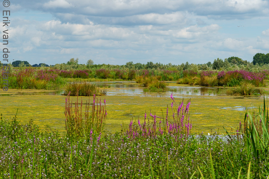 Trage Tocht Brabantse Biesbosch 6502892