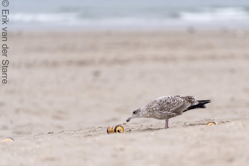 Vogolfotografie Aan De Kust 7300535