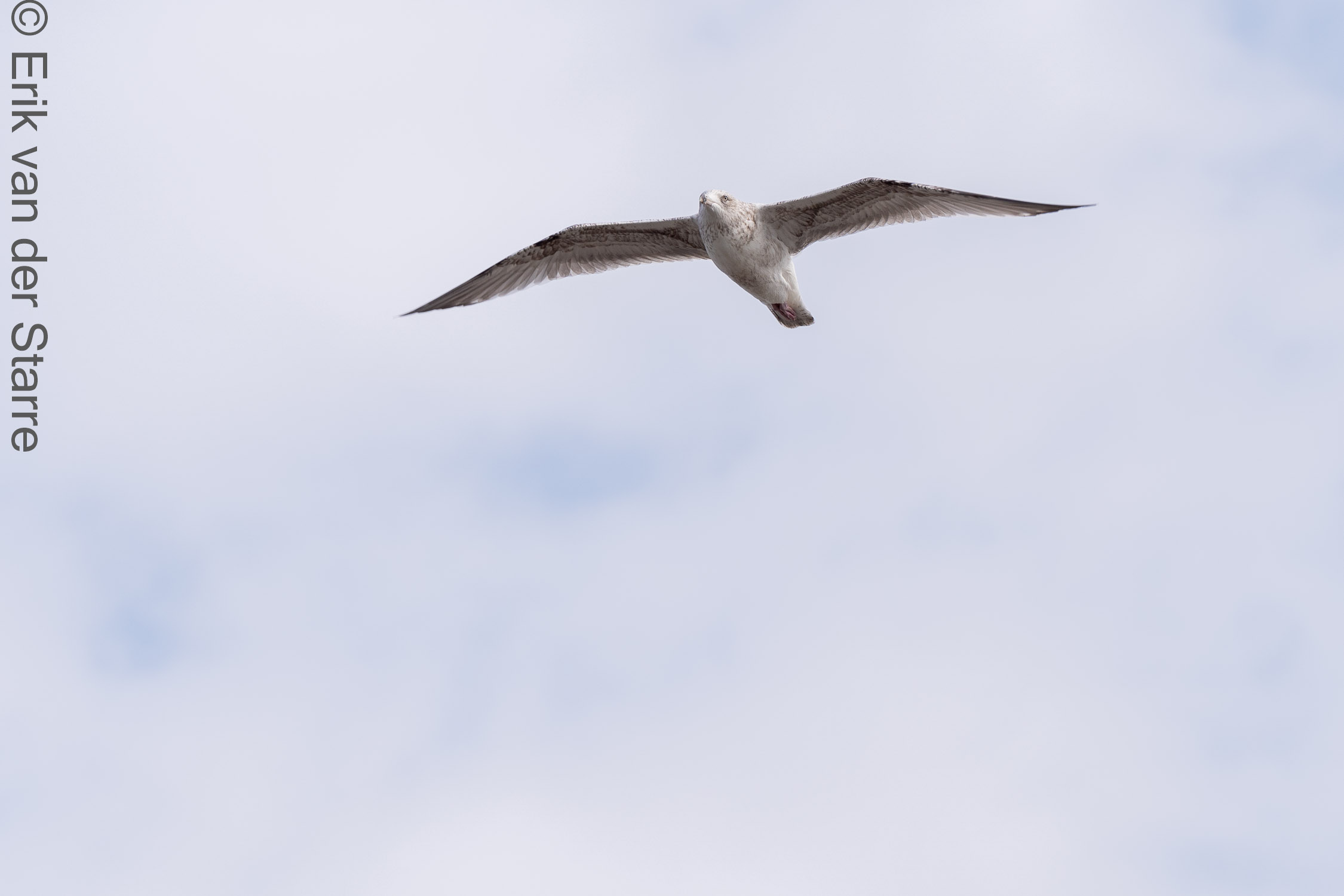 Vogolfotografie Aan De Kust 7301534
