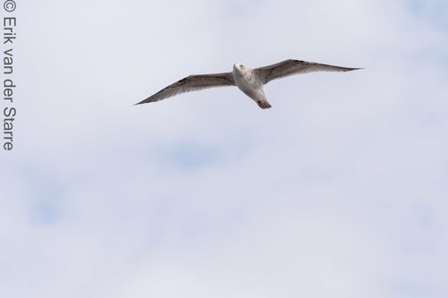 Vogolfotografie Aan De Kust 7301534