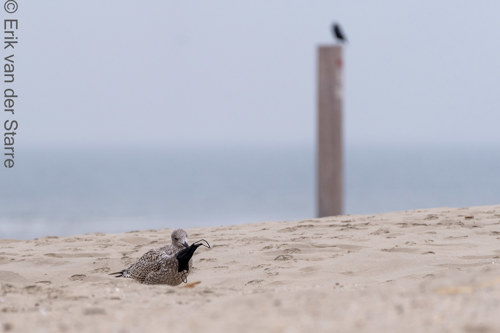 Vogolfotografie Aan De Kust 7300520
