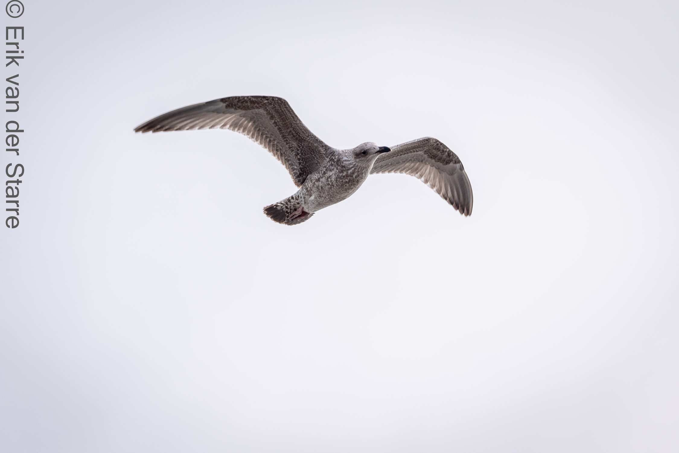 Vogolfotografie Aan De Kust 7301493