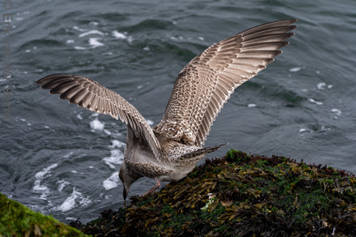 Vogolfotografie Aan De Kust 7301052