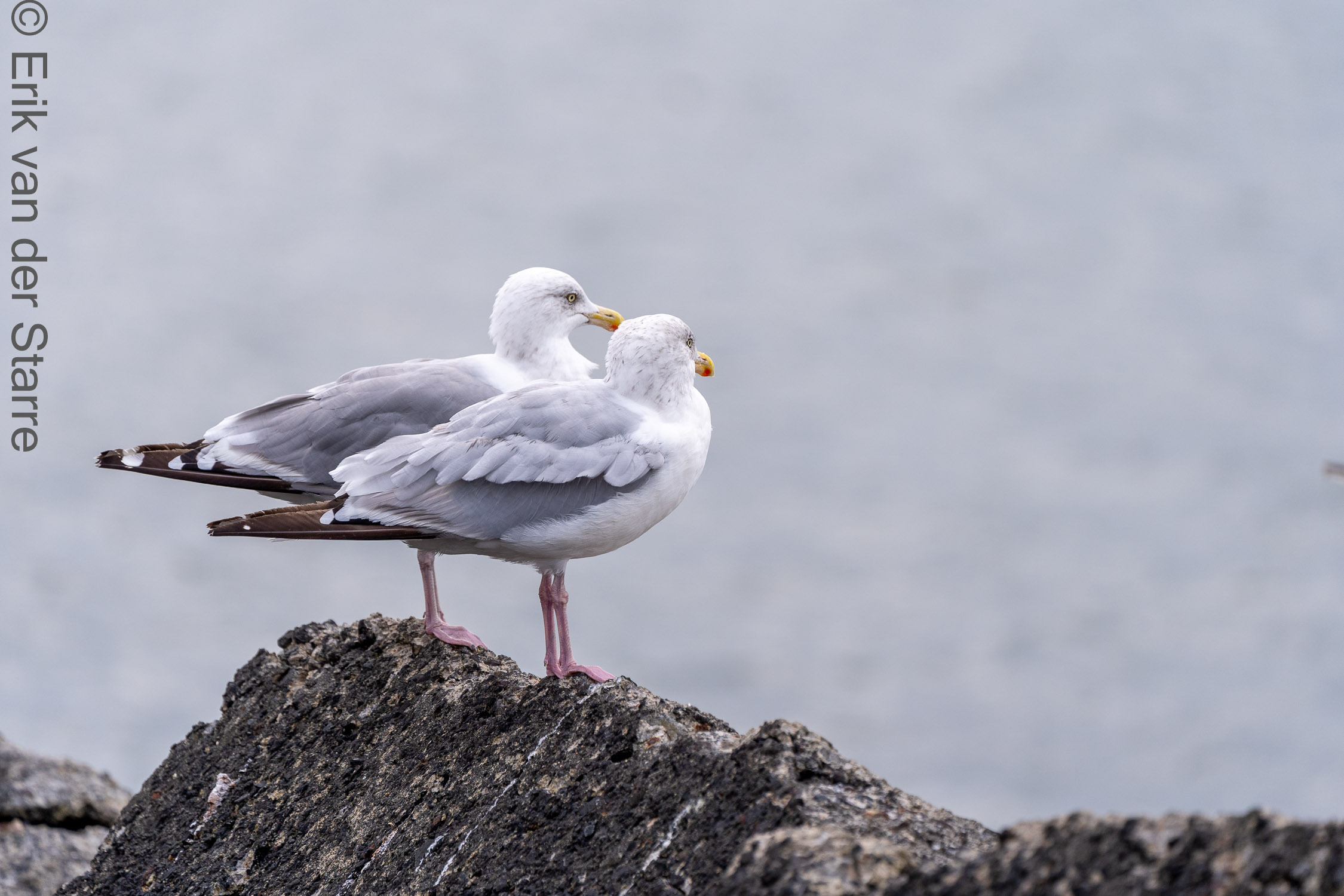 Vogolfotografie Aan De Kust 7301416