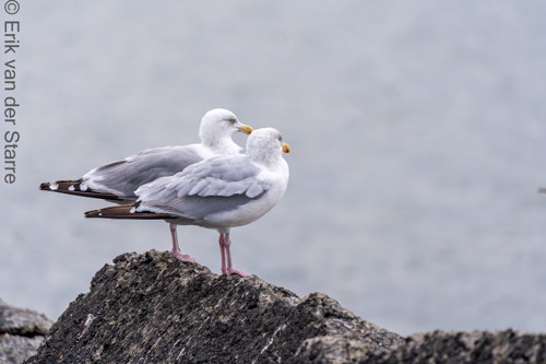 Vogolfotografie Aan De Kust 7301416