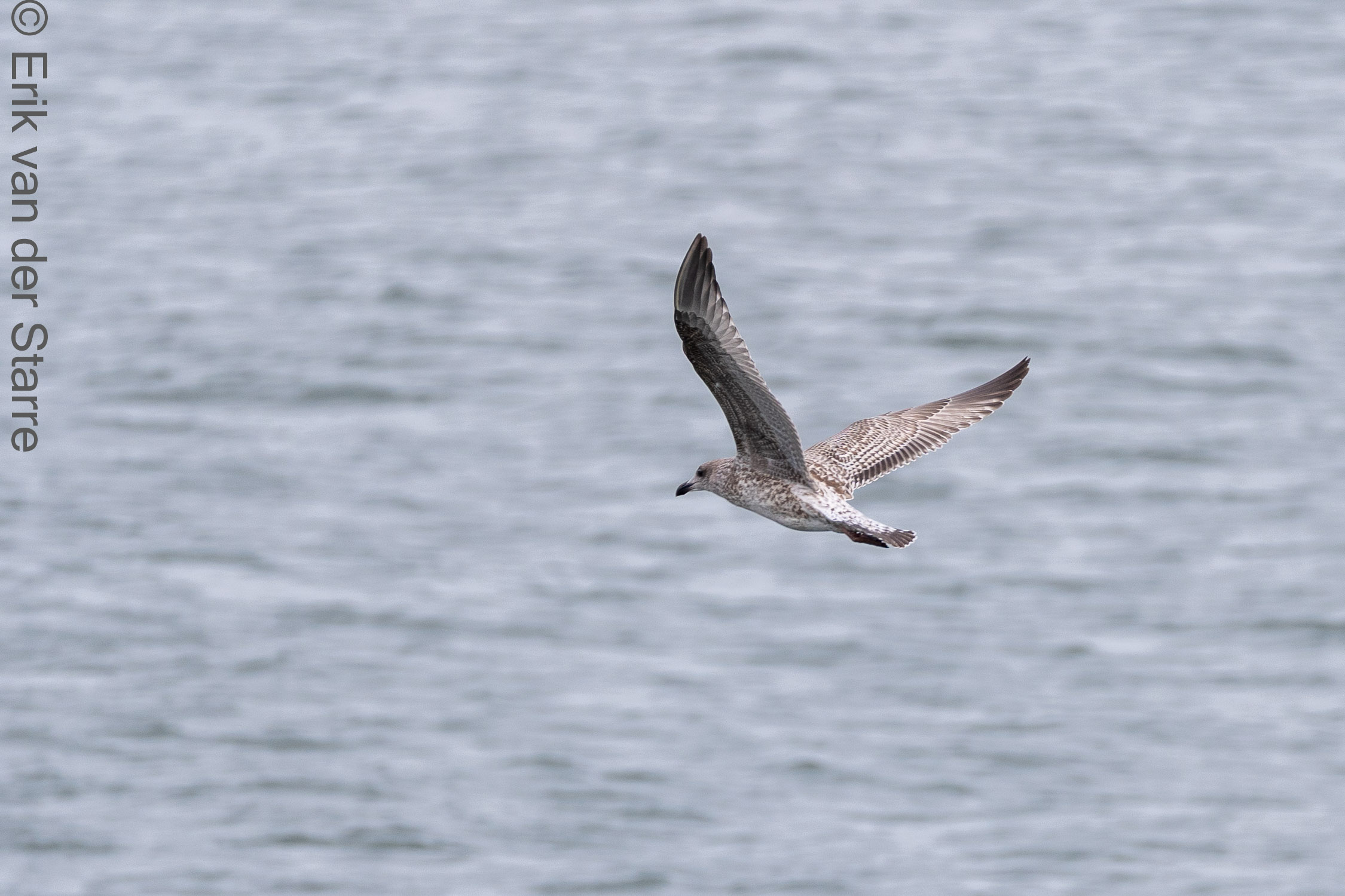 Vogolfotografie Aan De Kust 7301446