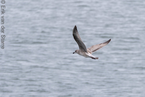 Vogolfotografie Aan De Kust 7301446