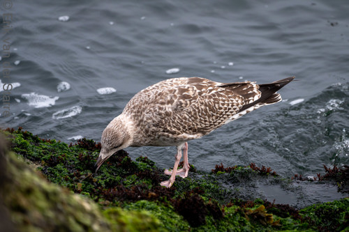 Vogolfotografie Aan De Kust 7301021